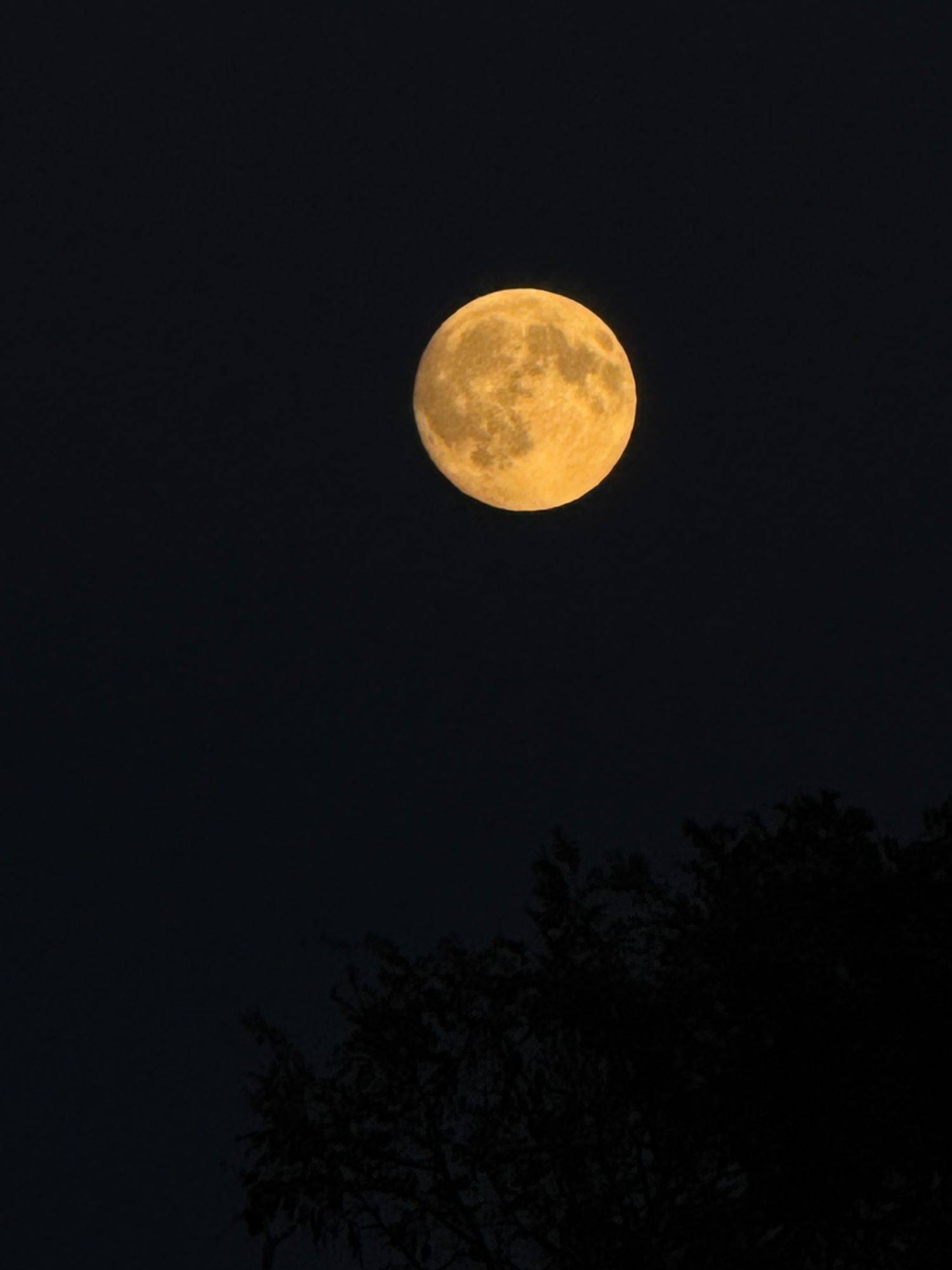 Lune pleine se levant au-dessus des silhouettes d'arbres de nuit